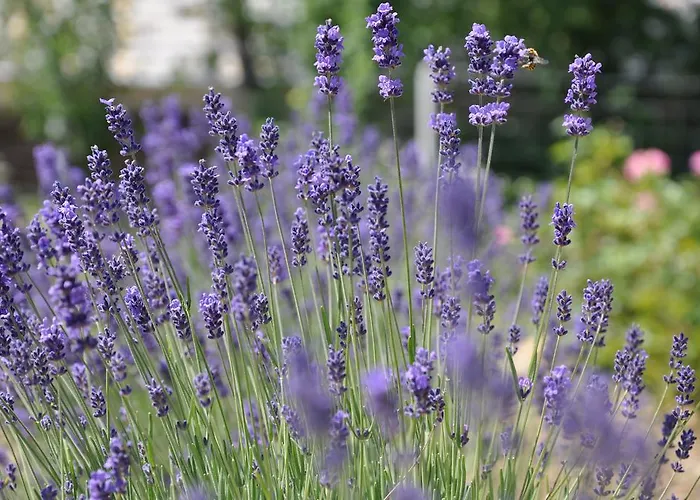 Affittacamere De Dominique Erdőbénye
